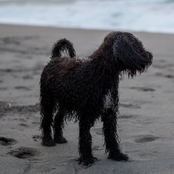 Portugalský vodní pes – lovec, sportovec i elegantní společník